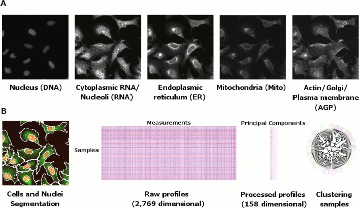 An external file that holds a picture, illustration, etc.
Object name is elife-24060-fig1.jpg