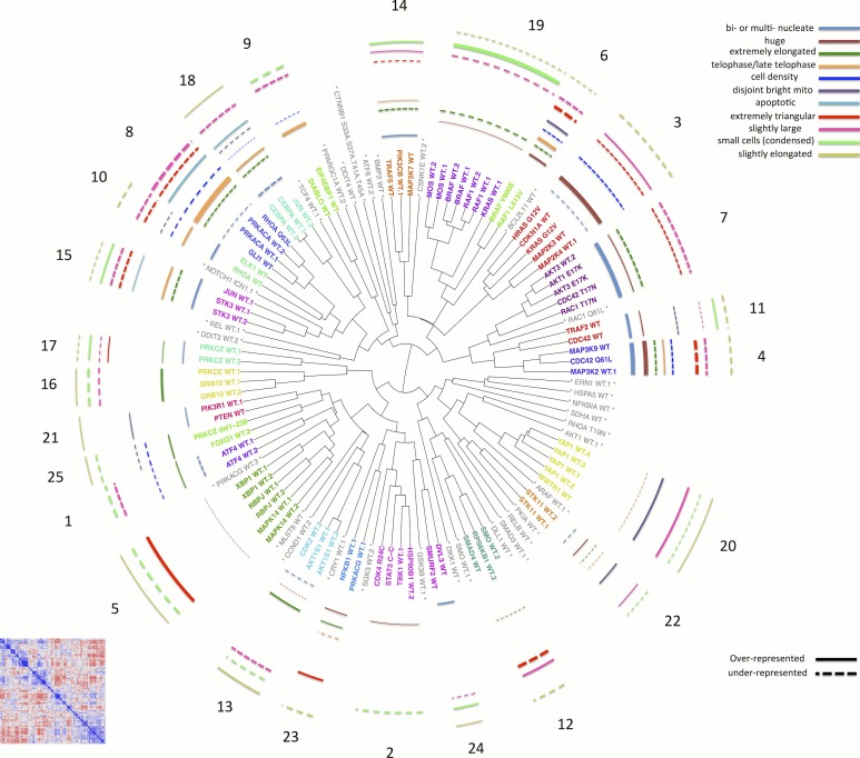 An external file that holds a picture, illustration, etc.
Object name is elife-24060-fig3.jpg