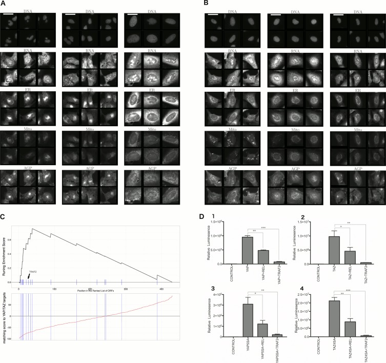 An external file that holds a picture, illustration, etc.
Object name is elife-24060-fig6.jpg