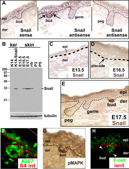 An external file that holds a picture, illustration, etc.
Object name is pbio.0030011.g001.jpg