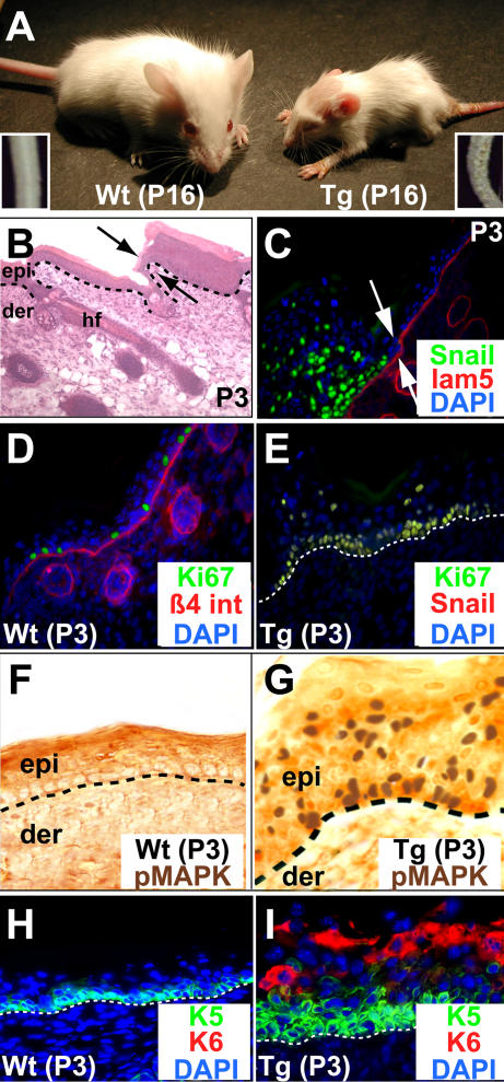 An external file that holds a picture, illustration, etc.
Object name is pbio.0030011.g002.jpg