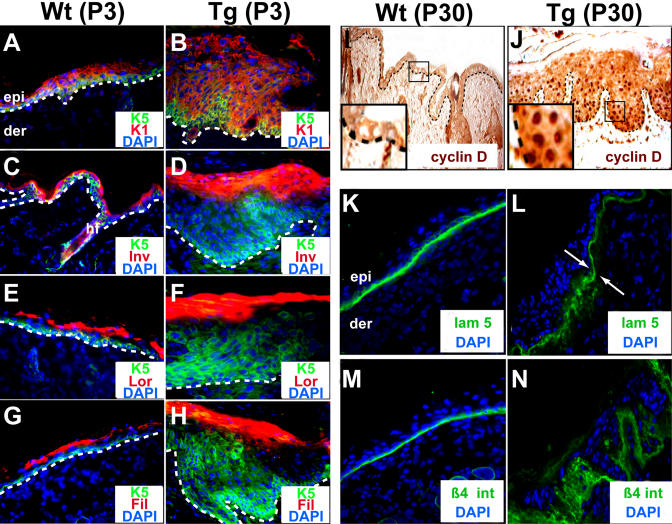 An external file that holds a picture, illustration, etc.
Object name is pbio.0030011.g003.jpg