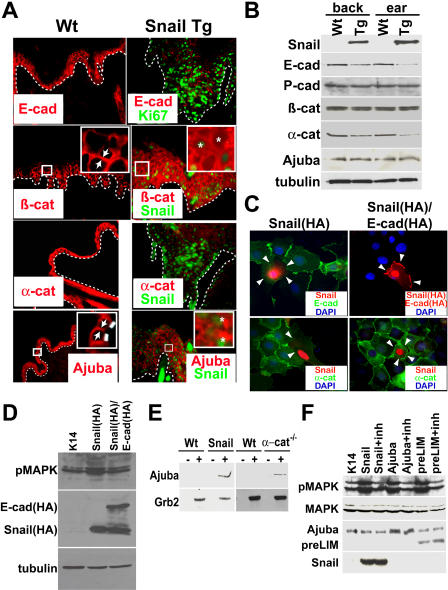 An external file that holds a picture, illustration, etc.
Object name is pbio.0030011.g004.jpg