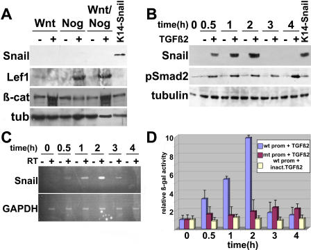 An external file that holds a picture, illustration, etc.
Object name is pbio.0030011.g005.jpg