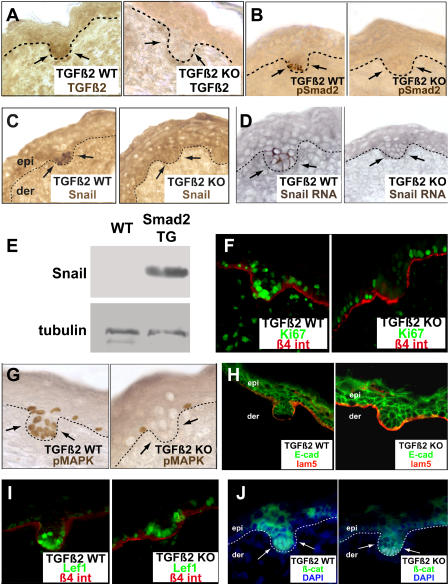 An external file that holds a picture, illustration, etc.
Object name is pbio.0030011.g006.jpg