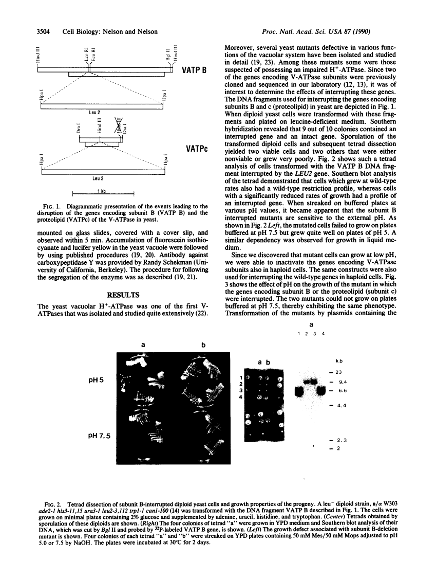 icon of scanned page 3504