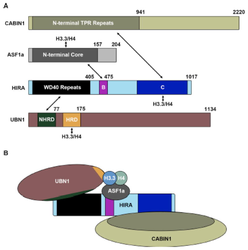 An external file that holds a picture, illustration, etc.
Object name is nihms831075f1.jpg