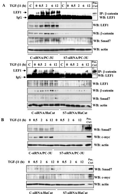 An external file that holds a picture, illustration, etc.
Object name is zmb0040547470002.jpg