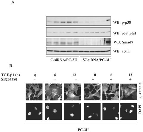 An external file that holds a picture, illustration, etc.
Object name is zmb004054747004a.jpg