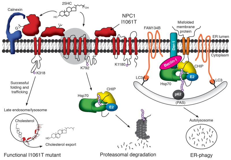 An external file that holds a picture, illustration, etc.
Object name is nihms795916f1.jpg