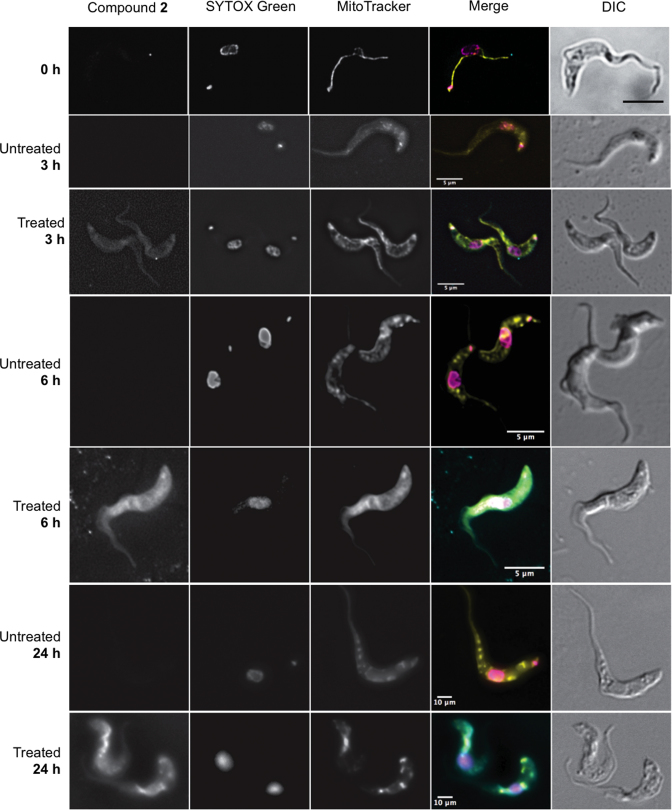 An external file that holds a picture, illustration, etc.
Object name is gkx521fig4.jpg