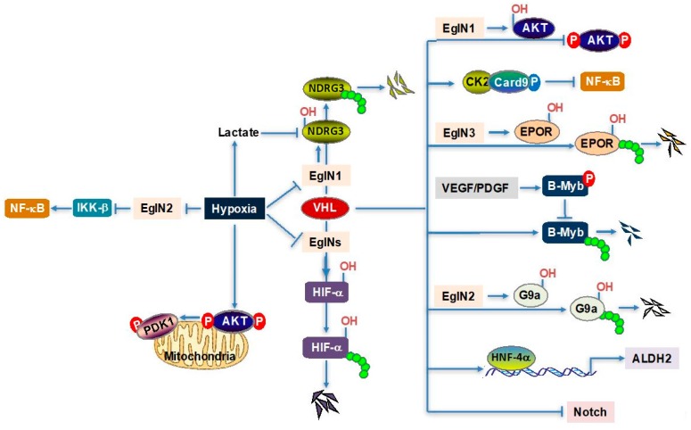 An external file that holds a picture, illustration, etc.
Object name is biomedicines-06-00035-g001.jpg