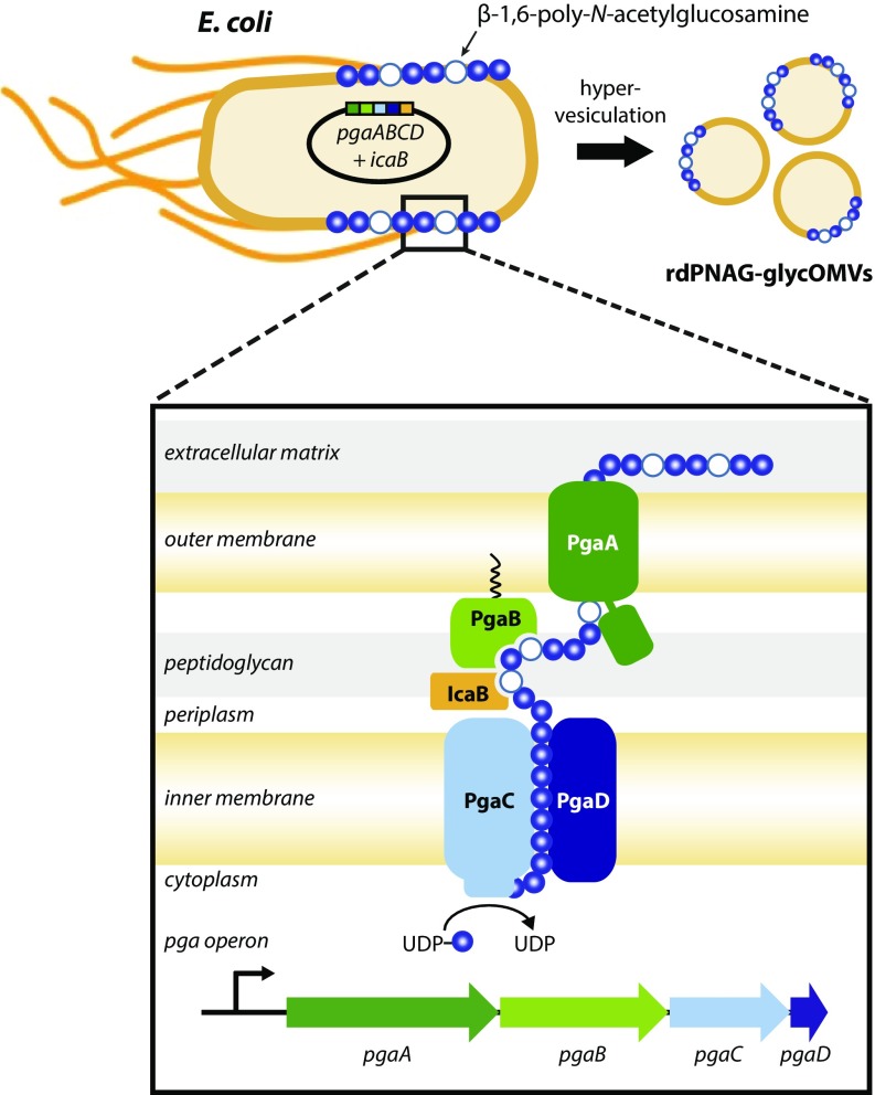 An external file that holds a picture, illustration, etc.
Object name is pnas.1718341115fig01.jpg