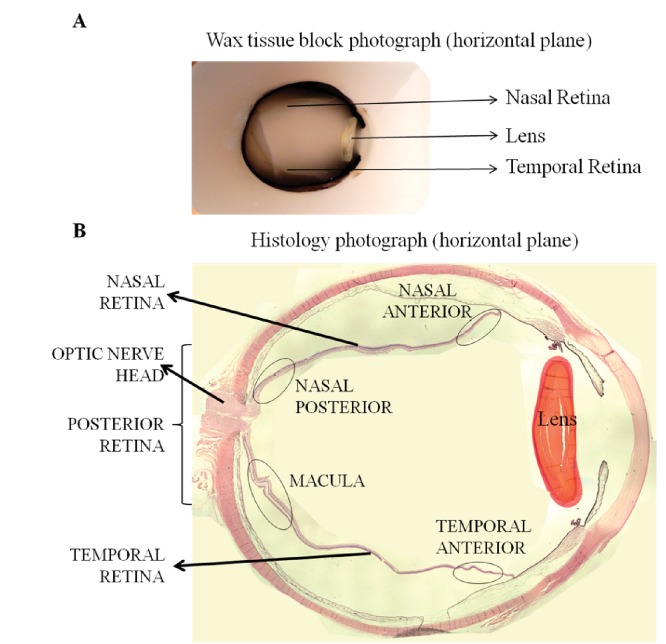 An external file that holds a picture, illustration, etc.
Object name is elife-32208-app1-fig1.jpg