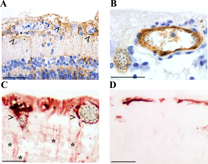 An external file that holds a picture, illustration, etc.
Object name is elife-32208-fig5.jpg