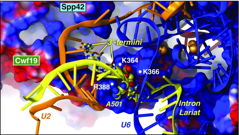 An external file that holds a picture, illustration, etc.
Object name is pnas.1802963115fig05.jpg