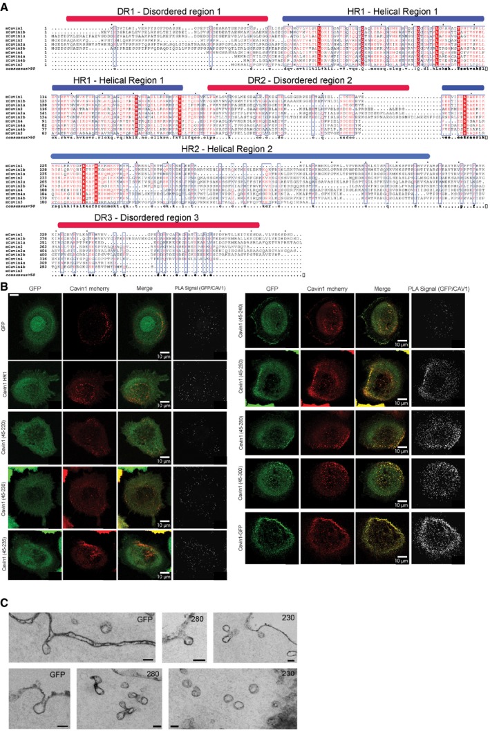 An external file that holds a picture, illustration, etc.
Object name is EMBR-19-e45775-g003.jpg