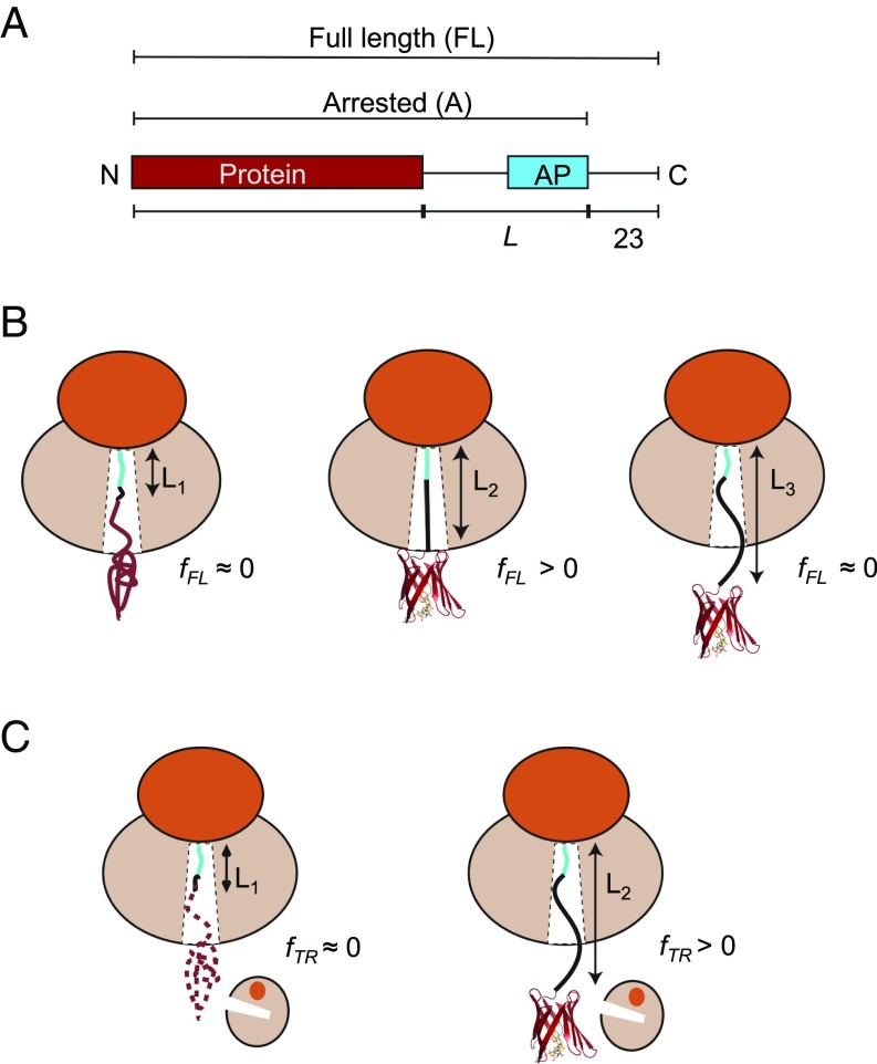 An external file that holds a picture, illustration, etc.
Object name is pnas.1812756115fig01.jpg