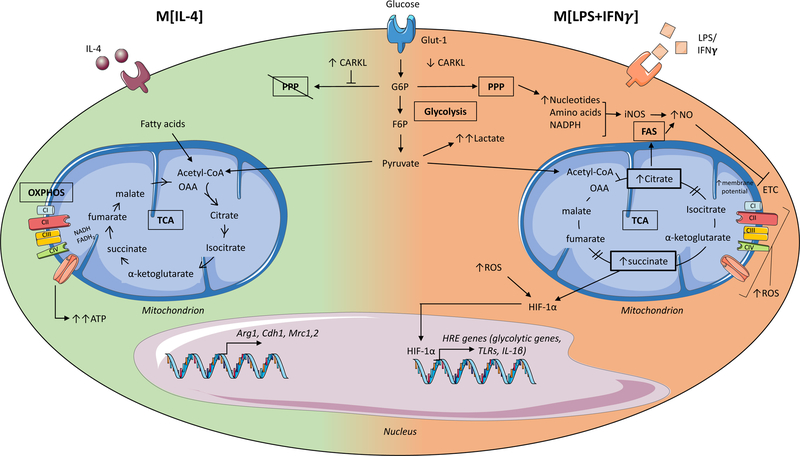 An external file that holds a picture, illustration, etc.
Object name is nihms-1003155-f0001.jpg