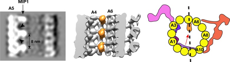 An external file that holds a picture, illustration, etc.
Object name is elife-43434-fig2-figsupp1.jpg