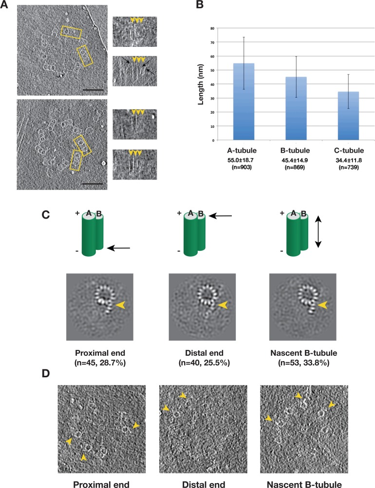 An external file that holds a picture, illustration, etc.
Object name is elife-43434-fig5.jpg