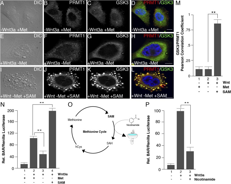 An external file that holds a picture, illustration, etc.
Object name is pnas.1820161116fig03.jpg