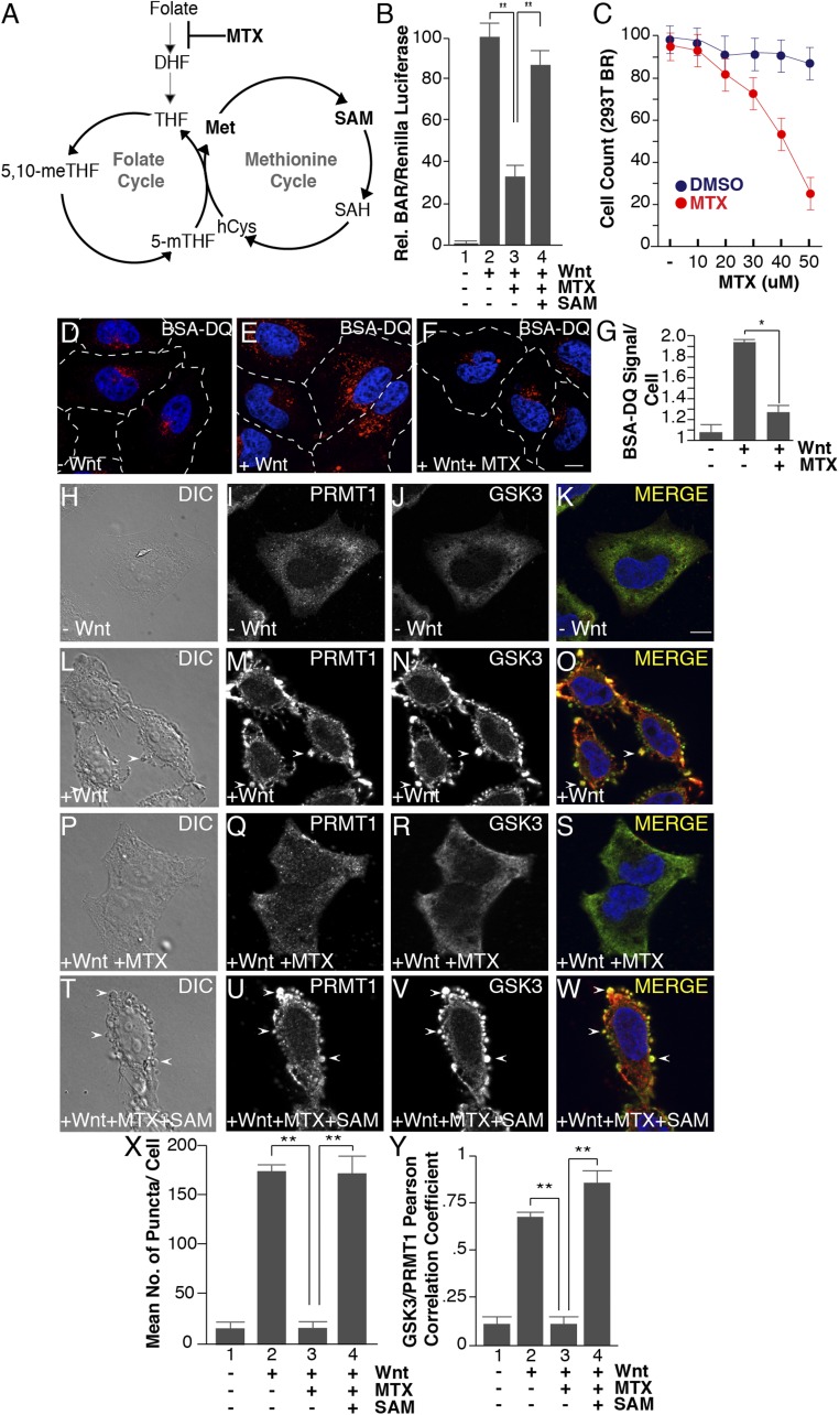 An external file that holds a picture, illustration, etc.
Object name is pnas.1820161116fig04.jpg