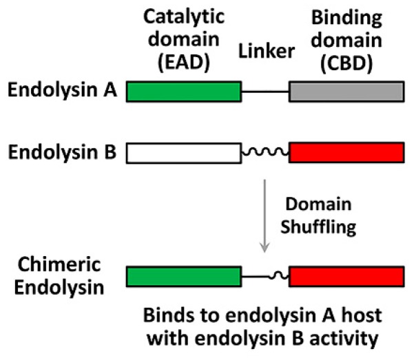 An external file that holds a picture, illustration, etc.
Object name is viruses-11-00268-g002.jpg