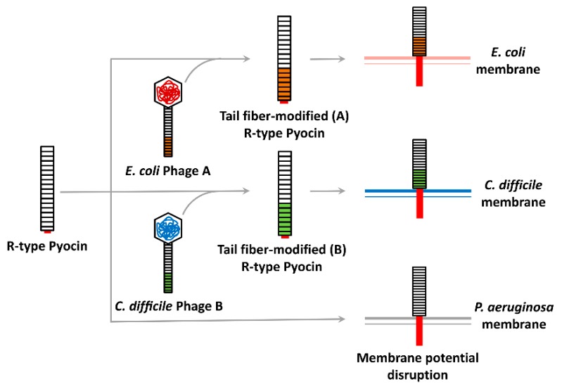 An external file that holds a picture, illustration, etc.
Object name is viruses-11-00268-g003.jpg