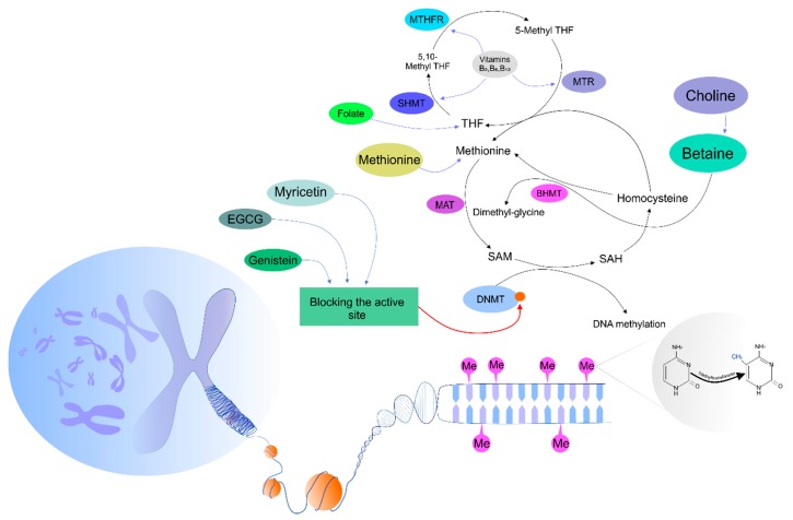 An external file that holds a picture, illustration, etc.
Object name is biomolecules-09-00289-g001.jpg