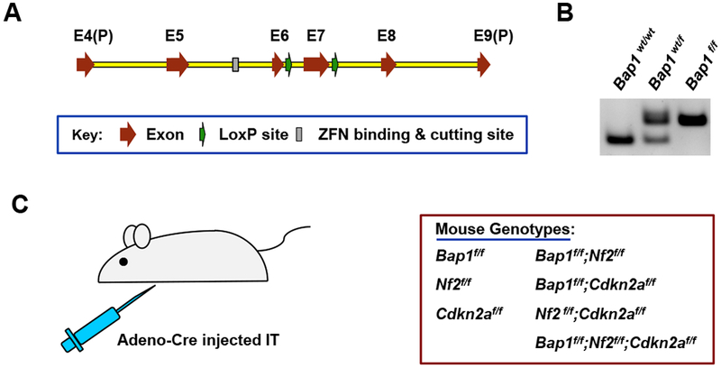 An external file that holds a picture, illustration, etc.
Object name is nihms-1531260-f0001.jpg