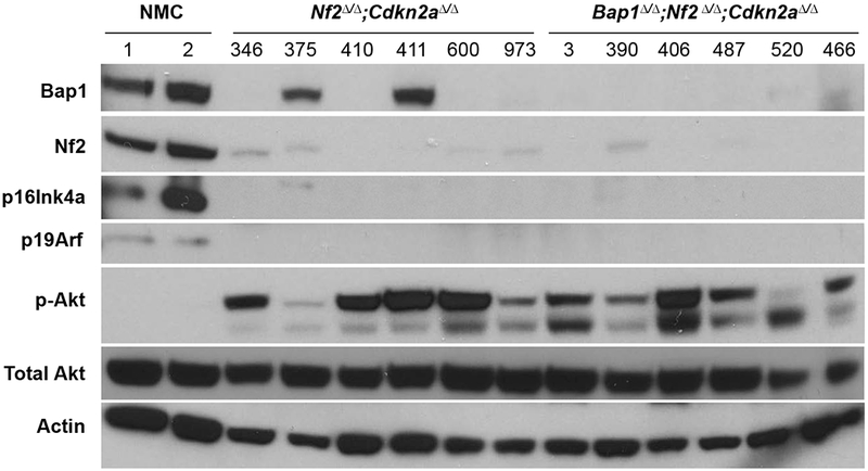 An external file that holds a picture, illustration, etc.
Object name is nihms-1531260-f0004.jpg