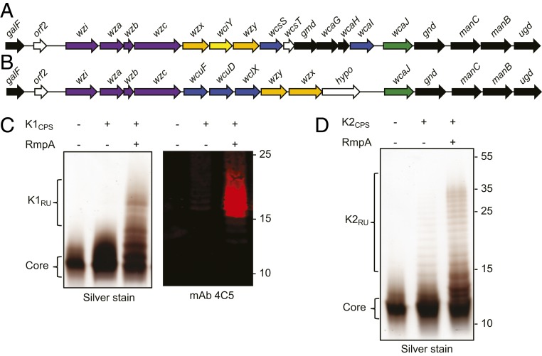 An external file that holds a picture, illustration, etc.
Object name is pnas.1907833116fig01.jpg