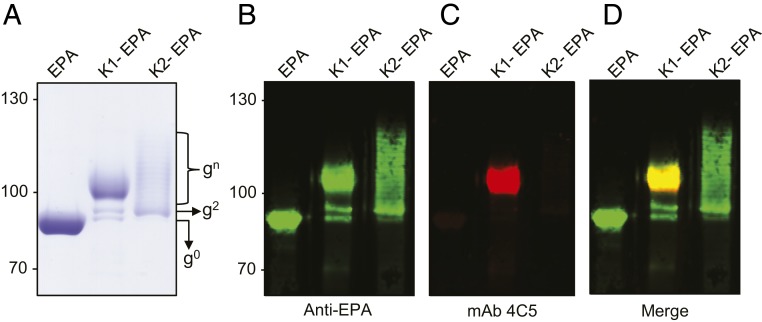 An external file that holds a picture, illustration, etc.
Object name is pnas.1907833116fig03.jpg