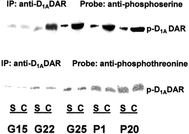 An external file that holds a picture, illustration, etc.
Object name is ns2315883001.jpg