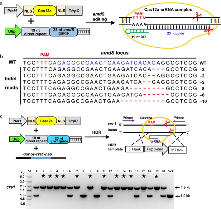 An external file that holds a picture, illustration, etc.
Object name is 13068_2019_1637_Fig2_HTML.jpg