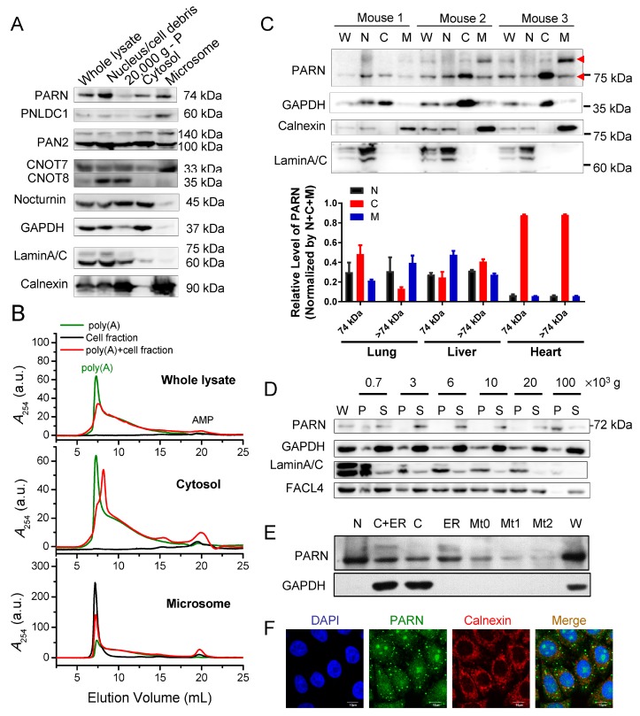 An external file that holds a picture, illustration, etc.
Object name is cells-09-00162-g001.jpg