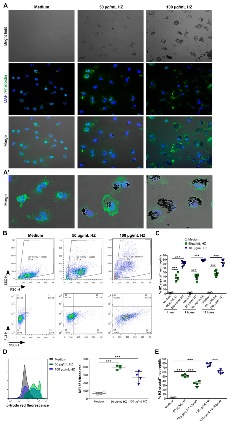 An external file that holds a picture, illustration, etc.
Object name is cells-09-00093-g001.jpg