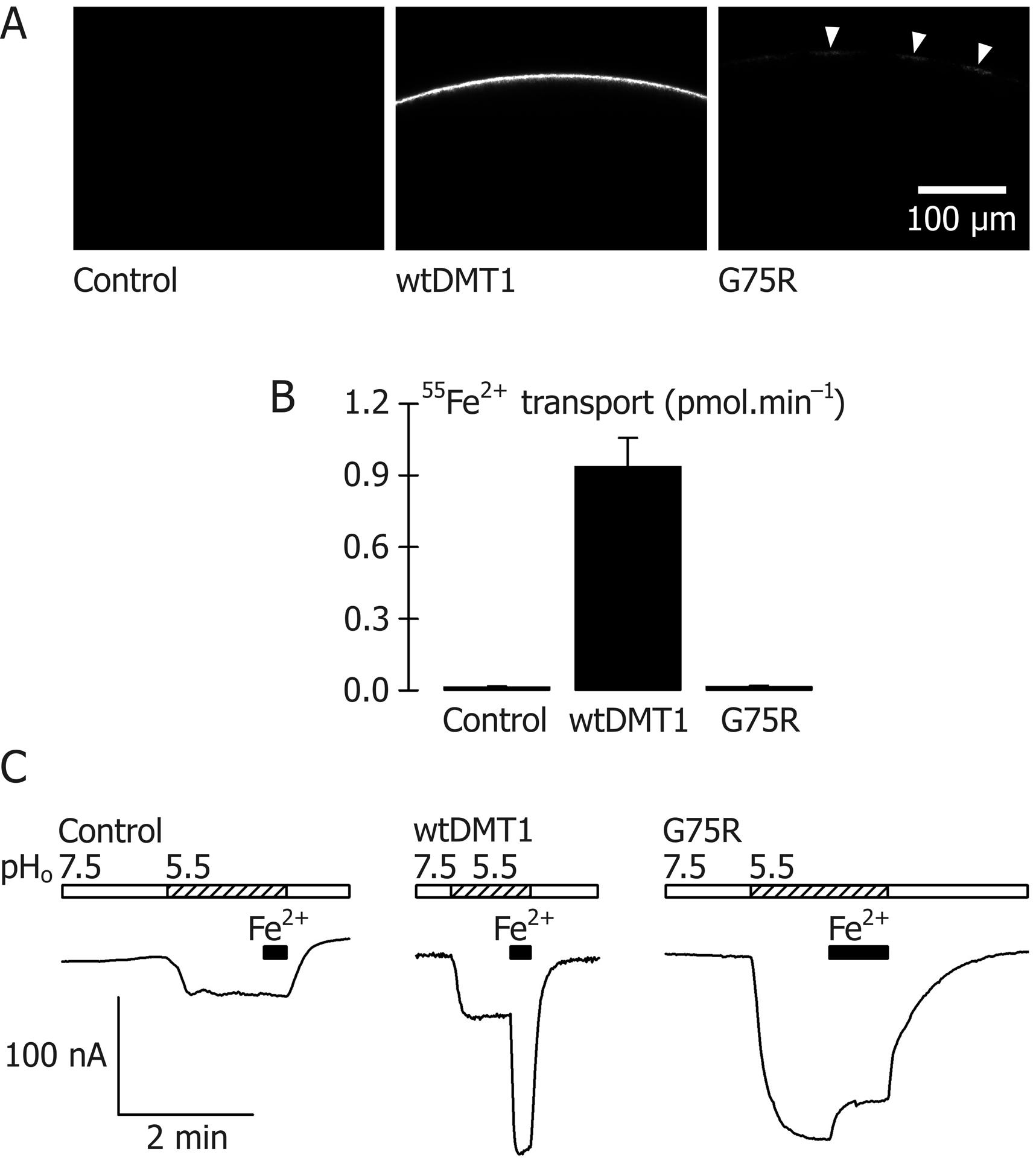 An external file that holds a picture, illustration, etc.
Object name is nihms-445219-f0002.jpg