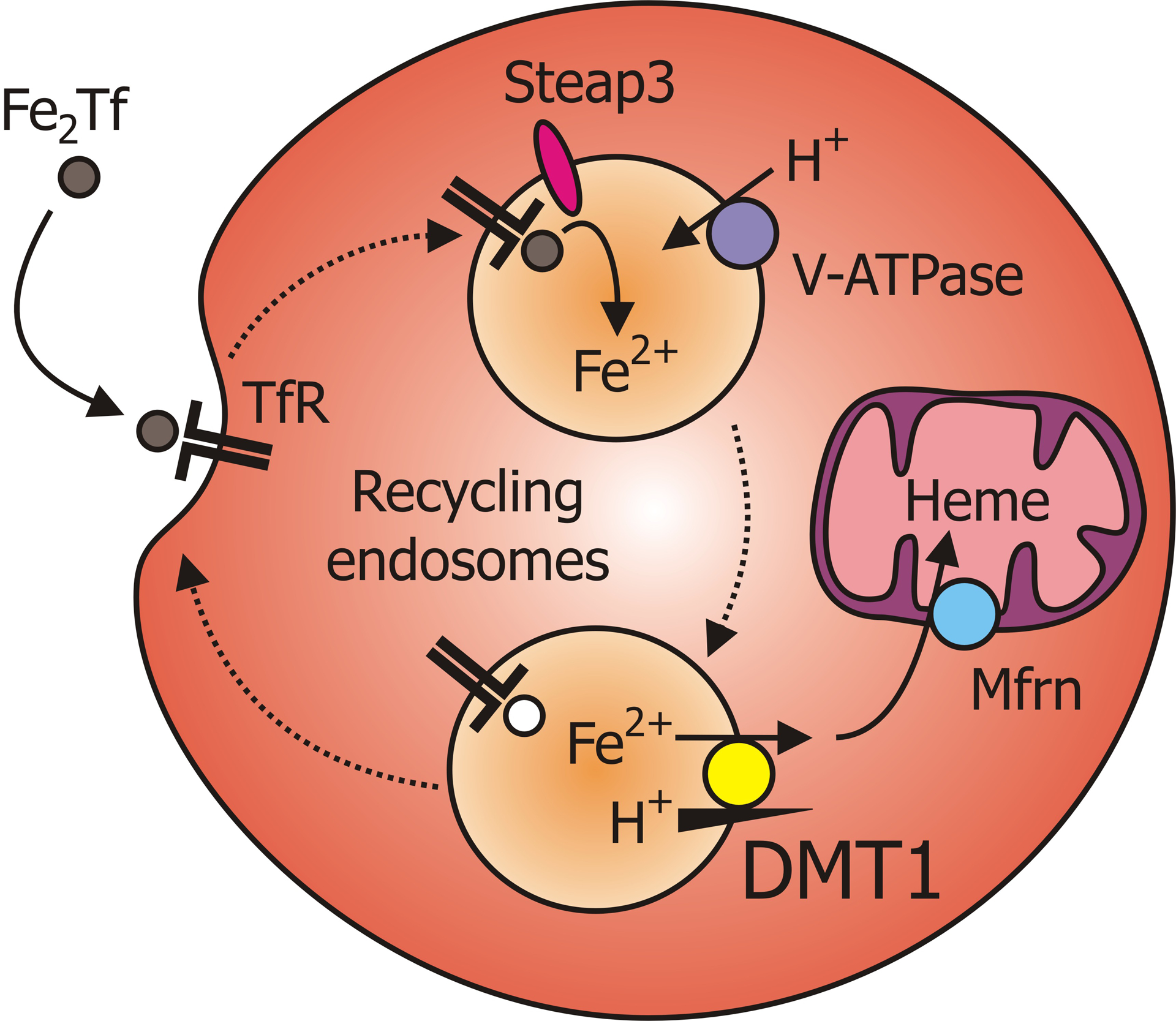 An external file that holds a picture, illustration, etc.
Object name is nihms-445219-f0004.jpg