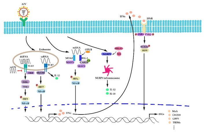 An external file that holds a picture, illustration, etc.
Object name is viruses-12-00376-g001.jpg