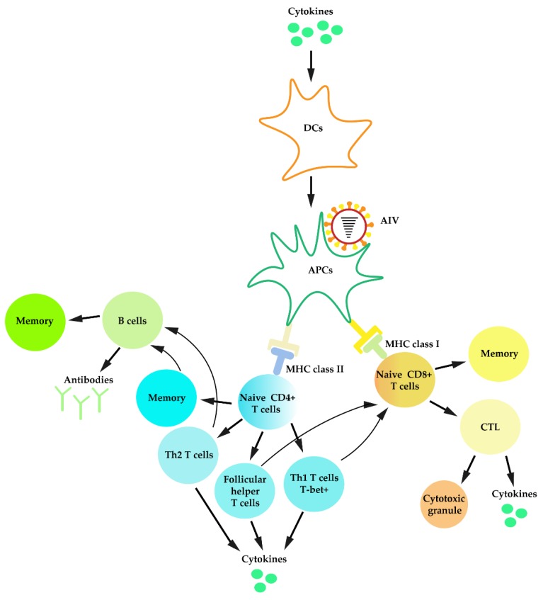 An external file that holds a picture, illustration, etc.
Object name is viruses-12-00376-g002.jpg