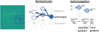 Gradient-based saliency maps for image classification. (a) Basic concepts of neuron activation. A neuron is activated via a weighted combination of inputs and application of an activation function, g. (b) Gradient-based methods rely on a forward and a backward pass. Given an input image x, a class k is maximally activated through forward passing throughout all layers of the network. All positive forward activations are recorded for later use during the backward pass. To visualize the contribution of pixels in the image to the class k, all activations are set to zero except for the studied class k, and then (c) backpropagation uses the chain rule to compute gradients from the output to the input of the network. ReLU = rectified linear unit, tanh = hyperbolic tangent.