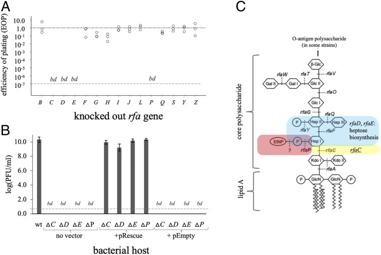 An external file that holds a picture, illustration, etc.
Object name is pnas.1919888117fig02.jpg