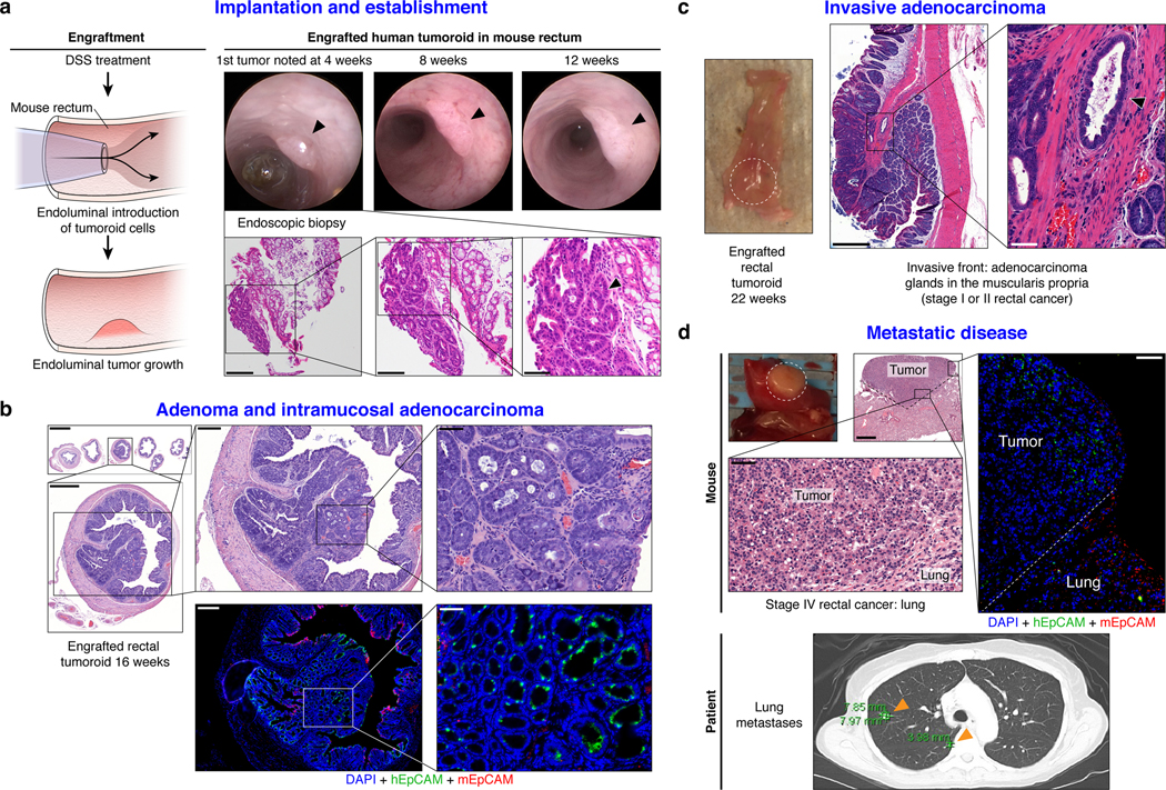 An external file that holds a picture, illustration, etc.
Object name is nihms-1575945-f0003.jpg