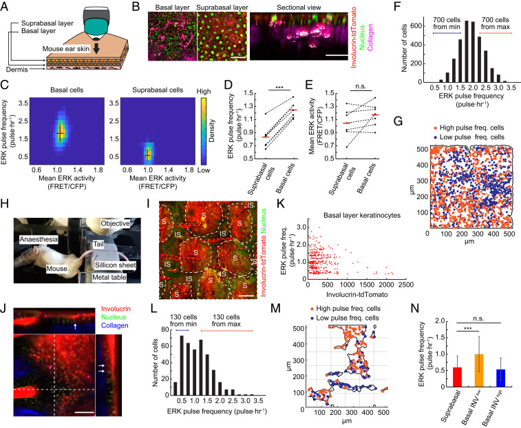 An external file that holds a picture, illustration, etc.
Object name is pnas.2006965117fig06.jpg