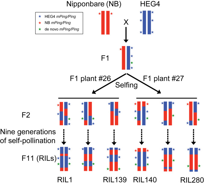 An external file that holds a picture, illustration, etc.
Object name is pnas.2015736117fig01.jpg