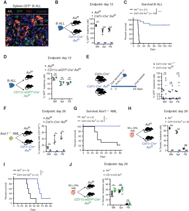 Figure 2. Selective Axl ablation in macrophages confers effective protection against leukemia. A, Representative immune fluorescence showing AXL expression (white) in IBA1+ leukemia-associated macrophages (red) in the spleen of a B-ALL leukemia bearing mouse. B, Leukemic burden (% of GFP+ B220+) in bone marrow (BM), spleen (Spl), and peripheral blood (PB) of Axlf/f (n = 6) and Csf1r-Cre+ Axlf/f (n = 4) animals 12 days after challenge with 103 B-ALL cells. ***, P   0.001, unpaired two-tailed Student t test. Experiment is representative of at least three experiments. C, Kaplan Meier survival analysis of control Axlf/f and Csf1r-Cre+ Axlf/f animals challenged with 103 Ph+ B-ALL. Data are from two independent experiments. Similar results obtained in a third experiment using a different primary B-ALL. ****, P   0.0001, log-rank (Mantel Cox) test. D, Leukemic burden (% of GFP+ B220+) in bone marrow, spleen, and peripheral blood of Axlf/f (n = 4) and CD11c-Cre+ (CD11c-eGFP-Cre+ Axlf/f, n = 3) mice 12 days after challenge with 103 B-ALL cells. ns, not significant, unpaired two-tailed Student t test. Experiment is representative of two independent experiments. E, Csf1r-Cre+ control mice (n = 5) and Csf1r-Cre+ Axlf/f mice (n = 4) received 1 injection of clodronate liposomes (250  L i.v./mouse) 3 days before challenge with 103 B-ALL cells. Three weeks later, when the first mouse was terminally ill, all mice were sacrificed and leukemic burden evaluated in bone marrow, spleen, and peripheral blood. ns, not significant, unpaired two-tailed Student t test. F, Axlf/f (n = 3) and Csf1r-Cre+ Axlf/f (n = 3) animals were challenged with 5   105 Asxl1 /  AML cells. At day 26, leukemic burden (CD11bdimB220dim) in bone marrow, spleen, and peripheral blood is depicted. **, P   0.01, unpaired two-tailed Student t test. G, Kaplan Meier survival analysis of control Axlf/f (n = 9) and Csf1r-Cre+ Axlf/f (n = 6) animals challenged with 105 Asxl1 /  AML as in F. **, P   0.01, log-rank (Mantel Cox) test. H, Axlf/f (n = 4) and Csf1r-Cre+ Axlf/f (n = 4) animals were challenged with 105 MLL ENL AML cells. At day 28, leukemic burden (% tomato+ CD11b+) in bone marrow, spleen, and peripheral blood is depicted. ***, P   0.001, unpaired two-tailed Student t test. I, Kaplan Meier survival analysis of control Axlf/f and Csf1r-Cre+ Axlf/f animals challenged with 105 MLL ENL AML. These mice are also depicted in Fig. 4I. **, P   0.01, log-rank (Mantel Cox) test. J, Axlf/f (n = 8) and CD11c-Cre+ (CD11c-eGFP-Cre+ Axlf/f, n = 6) mice were challenged with 105 MLL ENL AML. On day 26, leukemic burden (% tomato+ CD11b+) in bone marrow, spleen, and peripheral blood is depicted. ns, not significant, unpaired two-tailed Student t test.