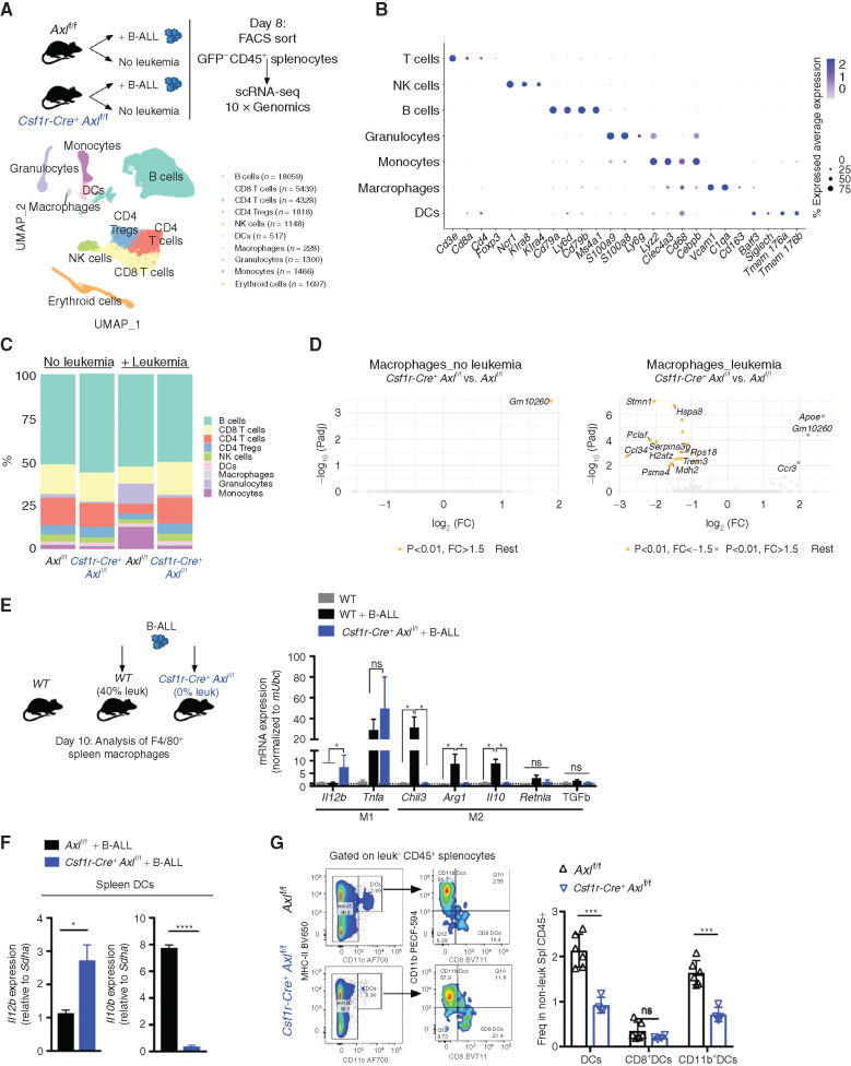 Figure 3. Axl-deficient macrophages prevent the establishment of an immune suppressive environment in response to leukemia. A, Nonleukemic (GFP ) spleen leukocytes were FACS purified from control Axlf/f mice and Csf1r-Cre+ Axlf/f mice that were either na ve (Axlf/f n = 2; Csf1r-Cre+ Axlf/f n = 2) or challenged with 103 B-ALL cells (n = 2 Axlf/f + B-ALL; n = 2 Csf1r-Cre+ Axlf/f+ B-ALL) for 8 days and subjected to 10X Genomics scRNA-seq. Data clustering, UMAP visualization of 36,000 individual cells (pooled from all conditions) followed by marker-based cell type annotation identified 10 broad immune subsets across all profiled single cells. B, Dot plot of selected cluster-specific marker genes. C, Relative abundance of identified cell types across conditions. D, Volcano plots showing the DEG (Padj   0.01 and fold change  1.5) in macrophages comparing Axlf/f and Csf1r-Cre+ Axlf/f under steady-state conditions (left) and upon leukemia challenge (right), with the significant genes (max 10) annotated. E, Real-time PCR expression data in F4/80+ spleen macrophages purified using magnetic beads from na ve WT mice (n = 4) and mice transplanted with 103 B-ALL (WT n = 4; Csf1r-Cre+ Axlf/f n = 4). Data are normalized to a reference gene, Ubc, and are mean   SEM. *, P  0.05, unpaired two-tailed Student t test. F, Real-time PCR expression data in dendritic cells (DC) isolated by flow cytometry as CD45+GFP MHC-II+CD11c+ from the spleen of B-ALL challenged Axlf/f (n = 4) and Csf1r-Cre+ Axlf/f mice (n = 3). Data are normalized to a reference gene, Sdha, and are mean   SEM. *, P   0.05; ****, P   0.0001, unpaired two-tailed Student t test. G, Representative gating and flow cytometry based quantification of total classical dendritic cells (DCs: CD45+GFP MHC-II+CD11c+) as well as subsets: cDC1 (CD8+DCs: MHC-II+CD11c+CD8+CD11b ) and cDC2 (CD11b+DCs: MHC-II+CD11c+CD8 CD11b+) within nonleukemic splenocytes (GFP CD45+) from B-ALL challenged Axlf/f (n = 6) and Csf1r-Cre+ Axlf/f (n = 4) mice. ns, not significant; ***, P   0.001, unpaired two-tailed Student t test.