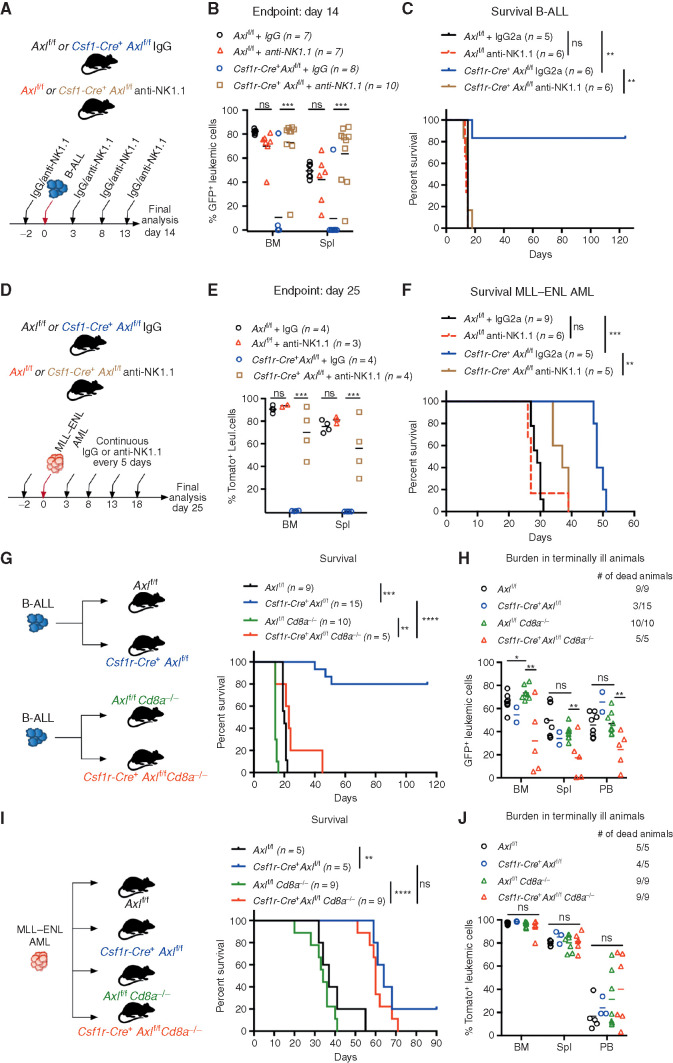 Figure 4. Axl-deficient macrophages trigger a robust NK-cell and T-cell immune response that suppresses leukemia. A and B, Axlf/f and Csf1r-Cre+ Axlf/f mice were challenged with 103 B-ALL cells and treated with either an anti-NK1.1 antibody or a mouse IgG2a isotype control (50  g/mouse) every 5 days as indicated. Leukemic burden (% GFP+) in the bone marrow and spleen on day 14 is depicted (B). ns, not significant. ***, P   0.001, unpaired two-tailed Student t test. C, Kaplan Meier survival analysis of mice of the indicated genotypes challenged with 103 B-ALL cells and treated as in A. Treatments stopped once all anti-NK1.1 treated mice were dead. ns, not significant. **, P   0.01, log-rank (Mantel Cox) test. D and E, Same as in A and B using 105 MLL ENL AML cells. Leukemic burden (% Tomato+) on day 25 is depicted. ns, not significant. **, P   0.01; ***, P   0.001, unpaired two-tailed Student t test. F, Kaplan Meier survival analysis of mice of the indicated genotypes challenged with 105 MLL ENL AML cells and treated as in D. Treatments stopped once all anti-NK1.1 treated mice were dead. ns, not significant. **, P   0.01; ***, P   0.001, log-rank (Mantel Cox) test. G, Kaplan-Meier survival analysis of mice of the indicated genotypes challenged with 103 B-ALL cells. Data are pooled from two independent experiments as indicated in the scheme. **, P   0.01; ***, P   0.001; ****, P   0.0001, log-rank (Mantel Cox) test. H, Leukemic burden (% GFP+) in all terminally ill animals that could be analyzed from G. Note that burden from animals found dead cannot be depicted. ns, not significant. *, P   0.05; **, P   0.01, unpaired two-tailed Student t test. I, Kaplan Meier survival curve of mice of the indicated genotypes challenged with 105 MLL ENL cells. Survival of the reference groups (Axlf/f and Csf1r-Cre+ Axlf/f) is also depicted in Fig. 2I. ns, not significant. **, P   0.01; ***, P   0.001, log-rank (Mantel Cox) test. J, Leukemic burden (% tomato+) in all terminally ill animals that could be analyzed from I. Note that burden from animals found dead cannot be depicted. ns, not significant, unpaired two-tailed Student t test.